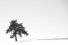 24_Wolfgang_Stark_Baum-0006__