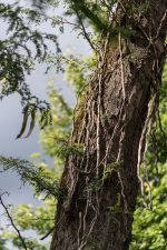 06_P_Ralf-20250716-173737-D750-k