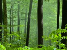 Wald und Wiese 2026