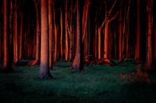 P_06-Wald_Wiese_Boediger_Andreas_Gespensterwald